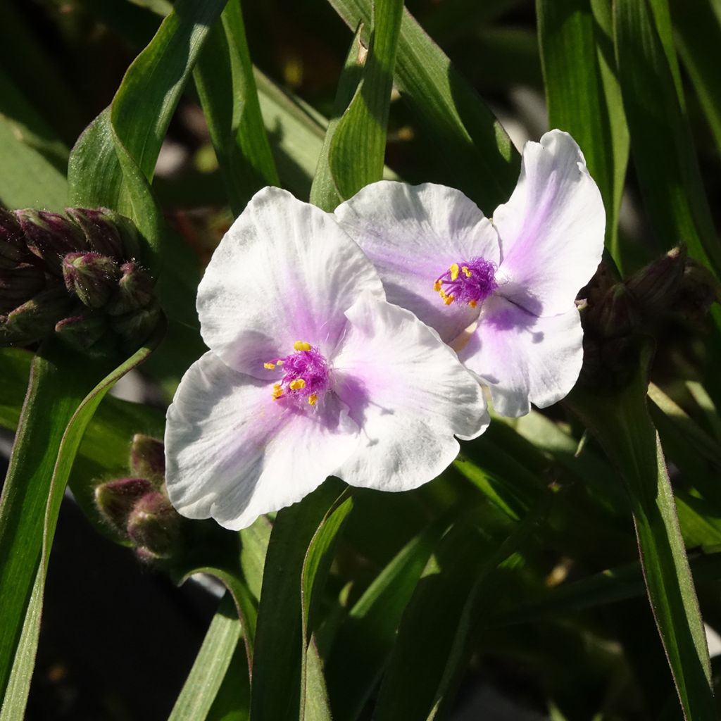 Tradescantia x andersoniana Domaine de Courson