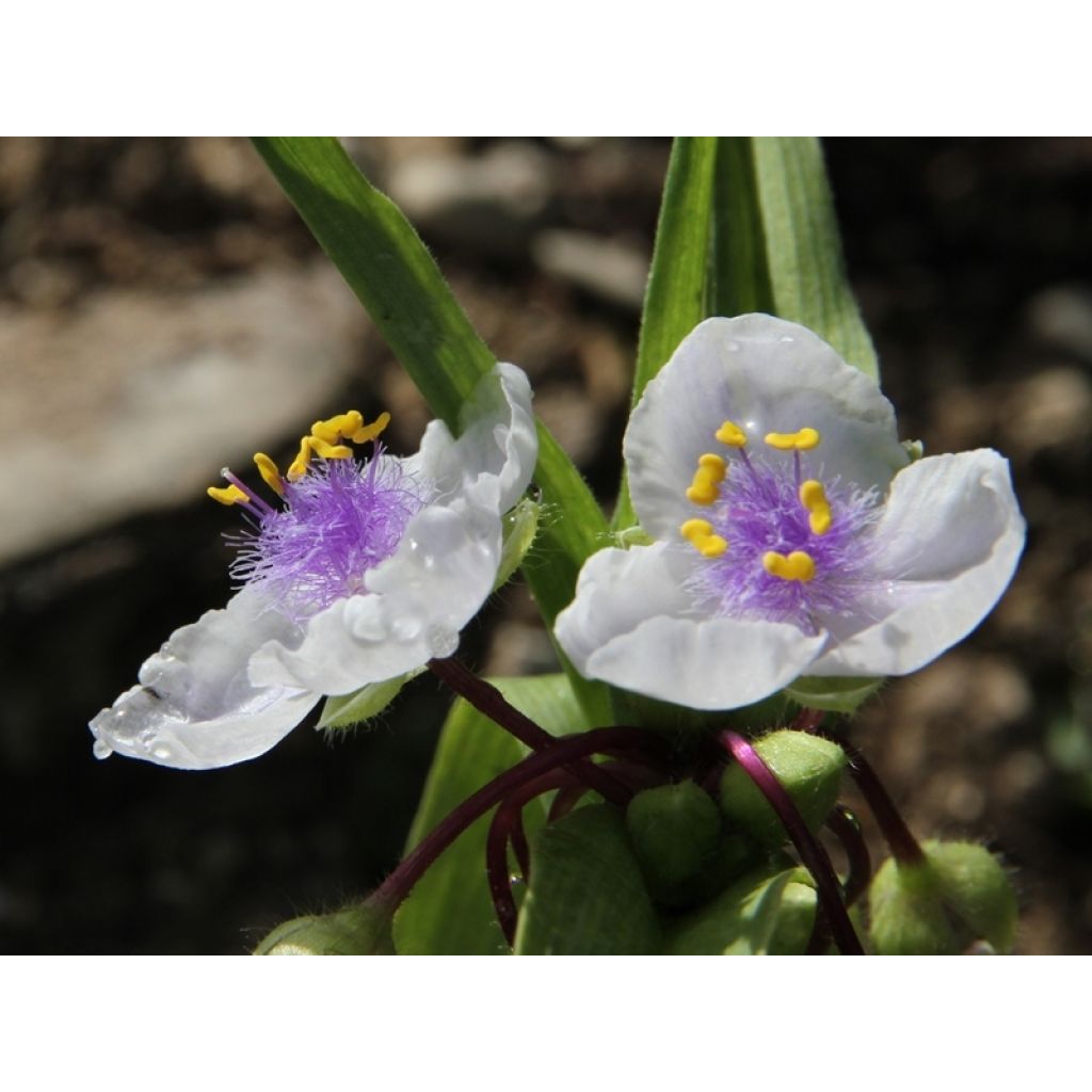 Tradescantia x andersoniana 'Osprey'