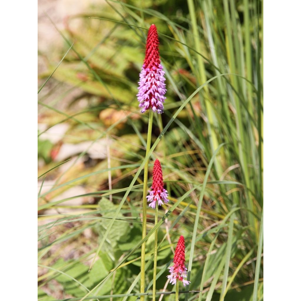 Primula vialii - Vial's Primrose