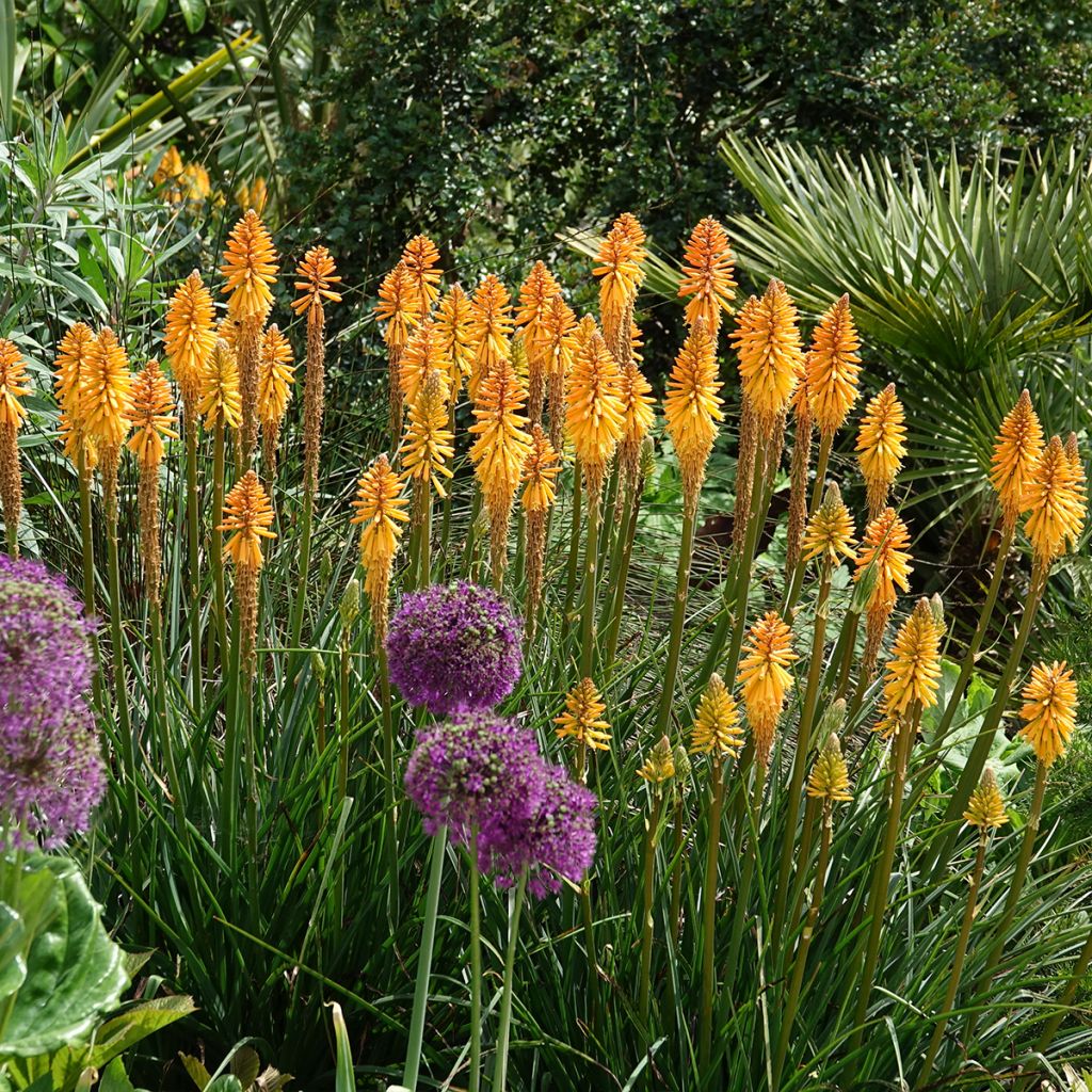 Kniphofia Mango Popsicle - Red Hot Poker