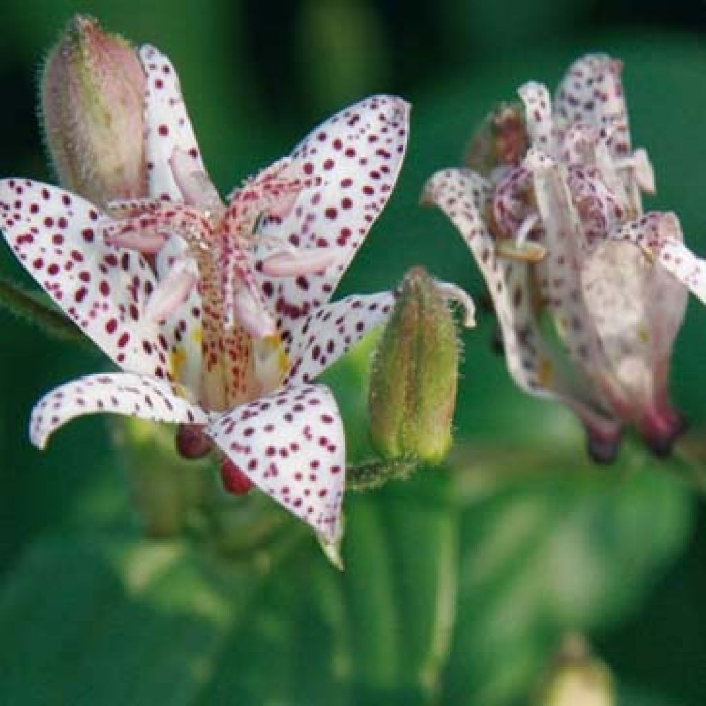 Tricyrtis hirta - Toad Lily