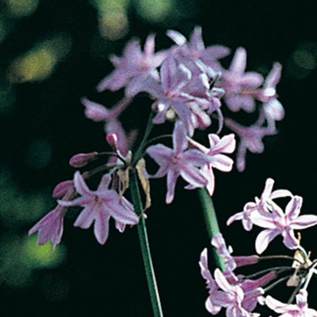 Tulbaghia cominsii Violacea - Society Garlic