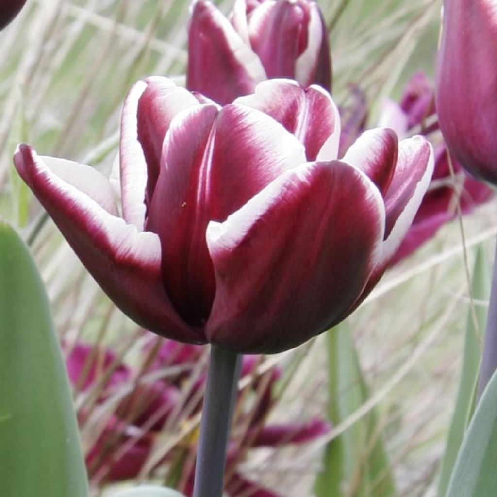 Tulipa 'Fontainebleau'