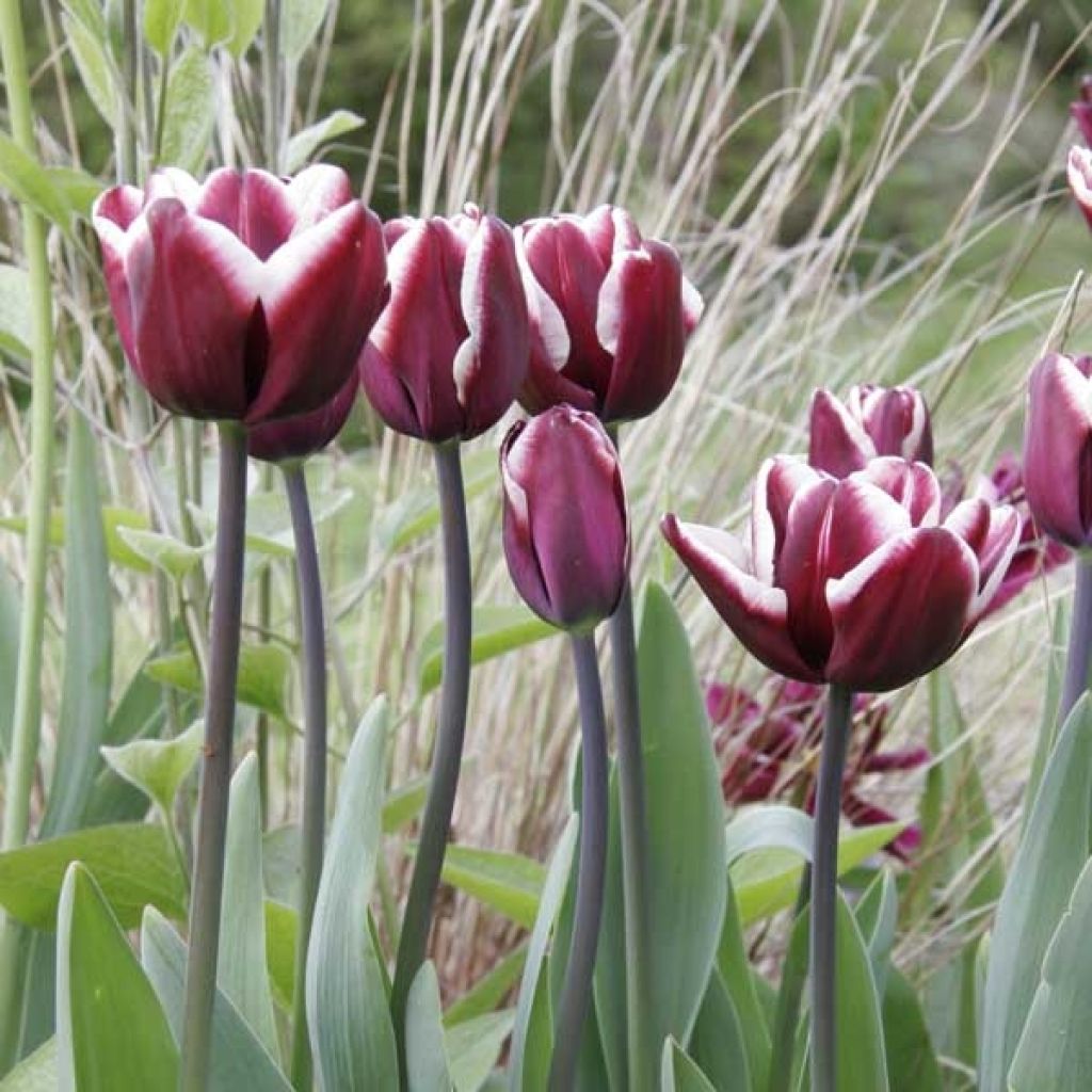 Tulipa 'Fontainebleau'