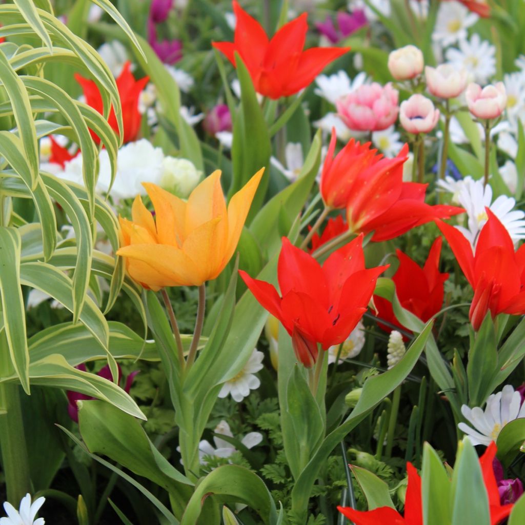 Collection of 20 Tulipa praestans