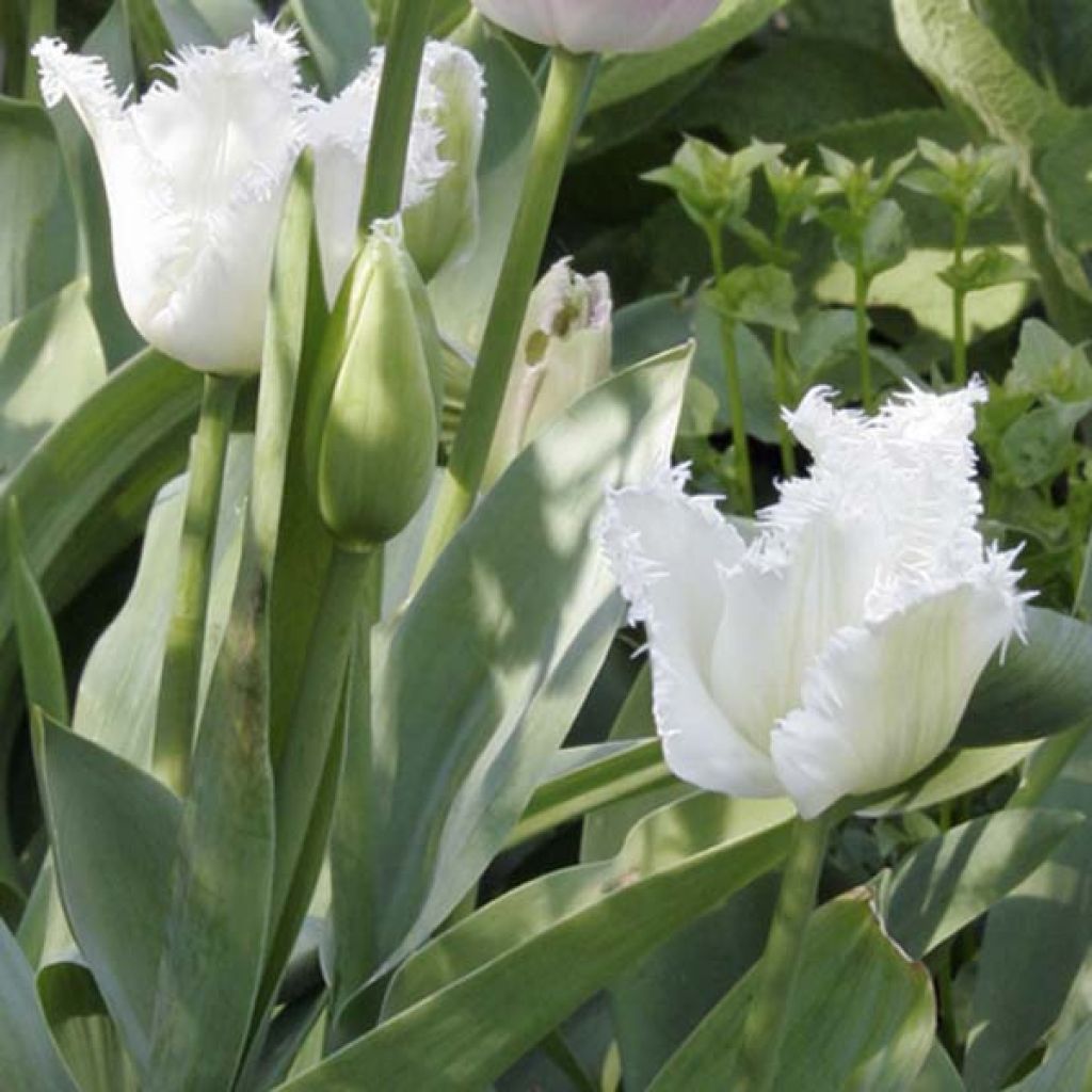 Tulipa crispa Daytona