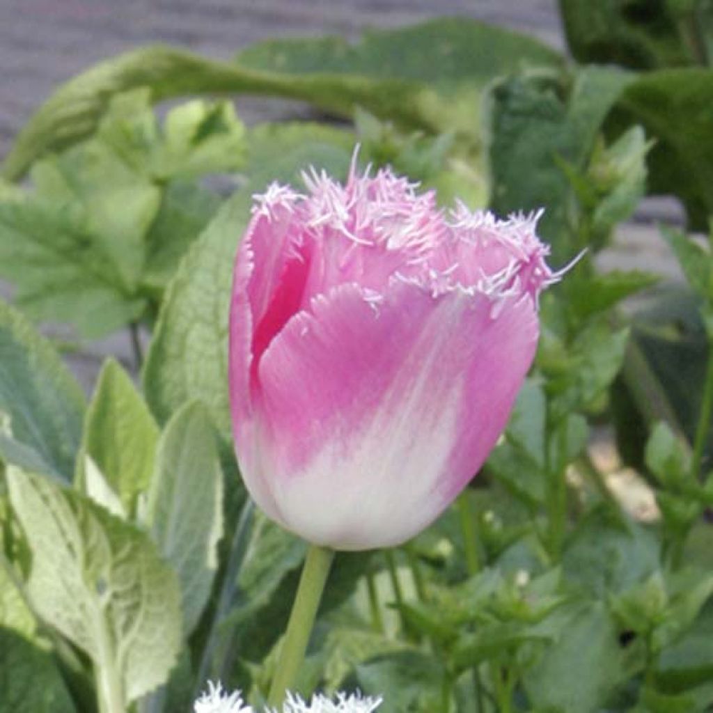 Tulipa Huis Ten Bosch