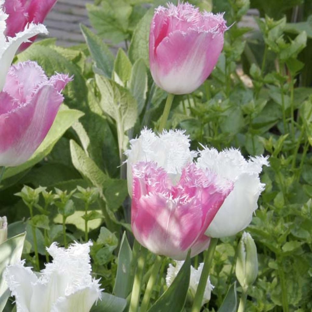 Tulipa Huis Ten Bosch