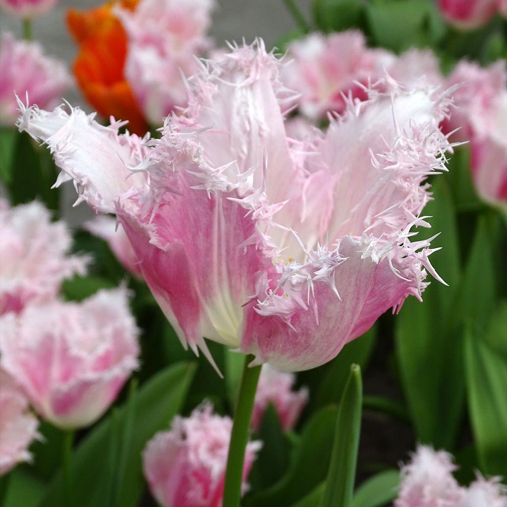 Tulipa Huis Ten Bosch