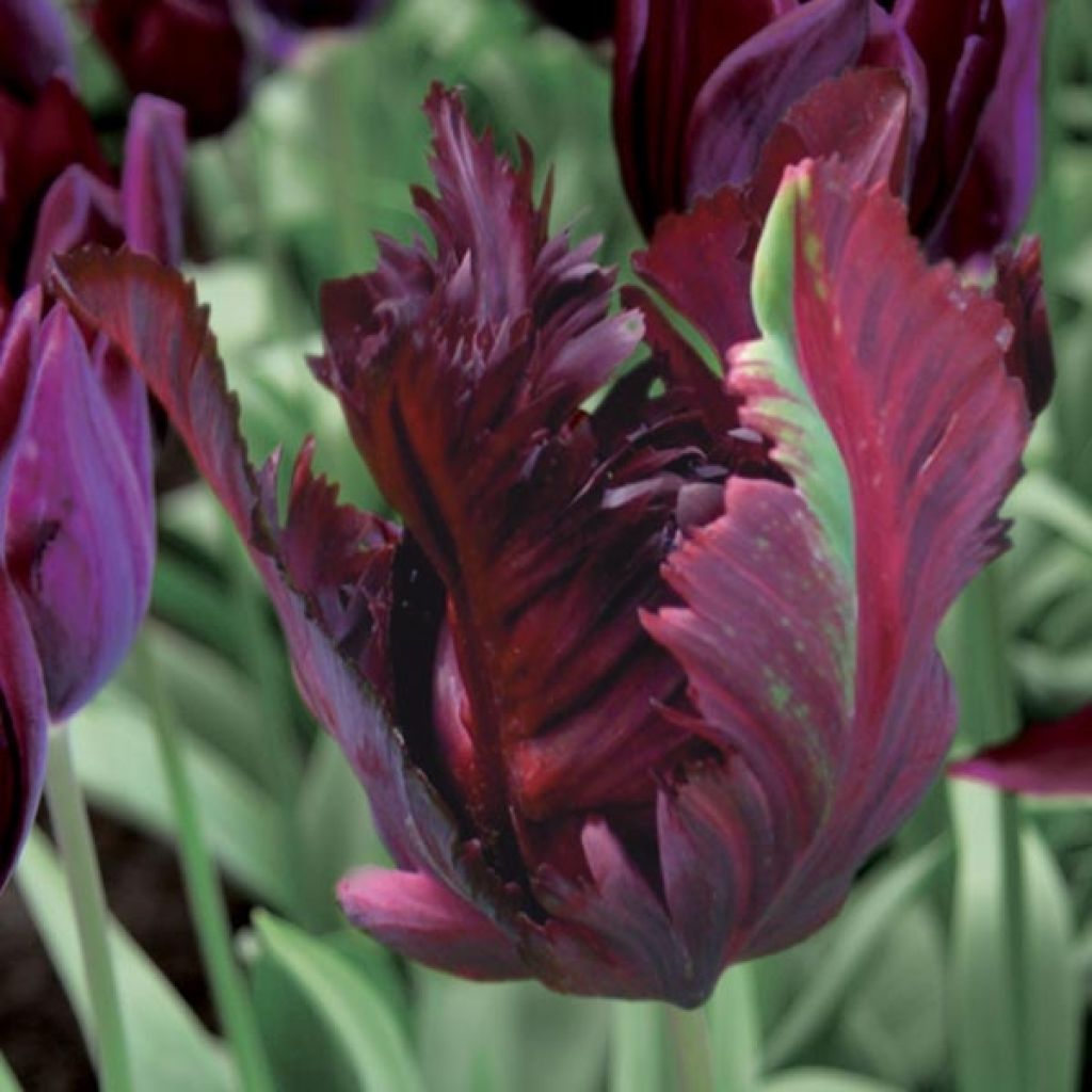Tulipa Black Parrot - Parrot Tulip