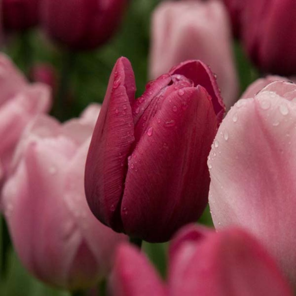 Tulipa Blue Ribbon