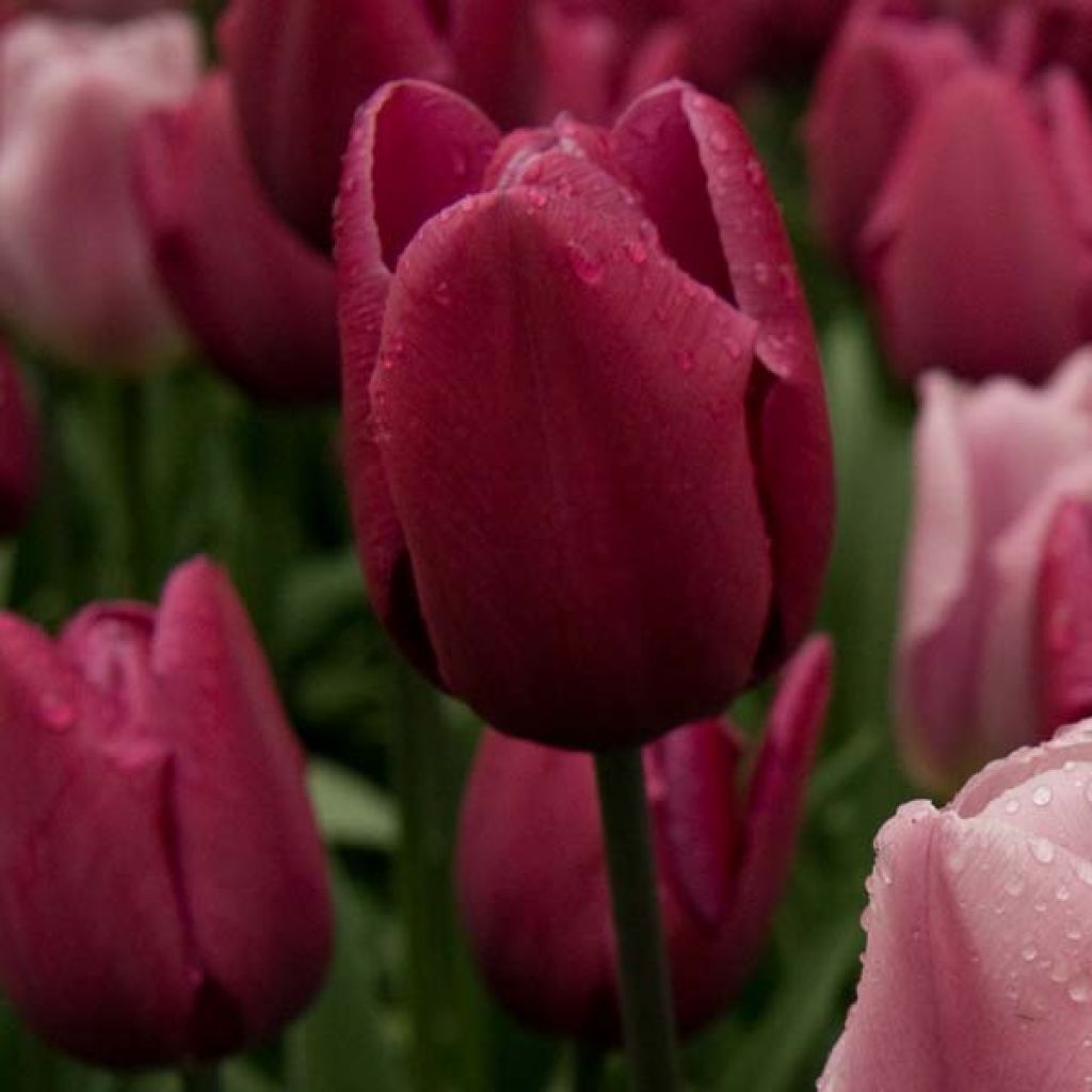 Tulipa Blue Ribbon