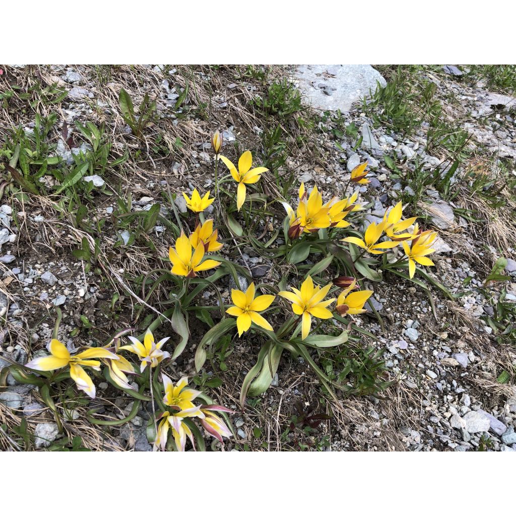 Tulipa kolpakowskiana