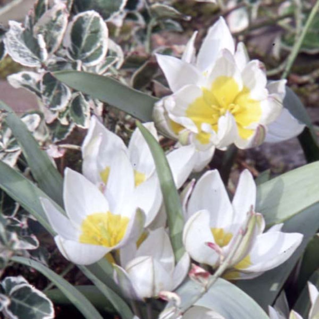 Tulipa polychroma - Botanical Tulip