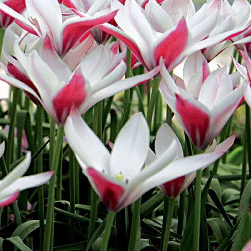 Tulipa clusiana 'Peppermintstick'