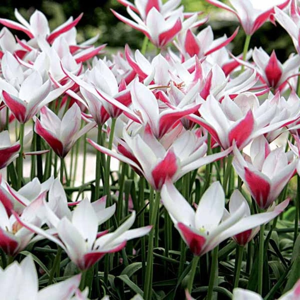 Tulipa clusiana 'Peppermintstick'