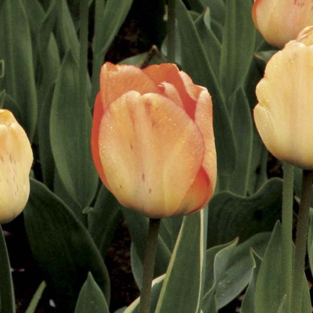 Tulipa Darwin hybride Daydream - Darwin hybrid Tulip