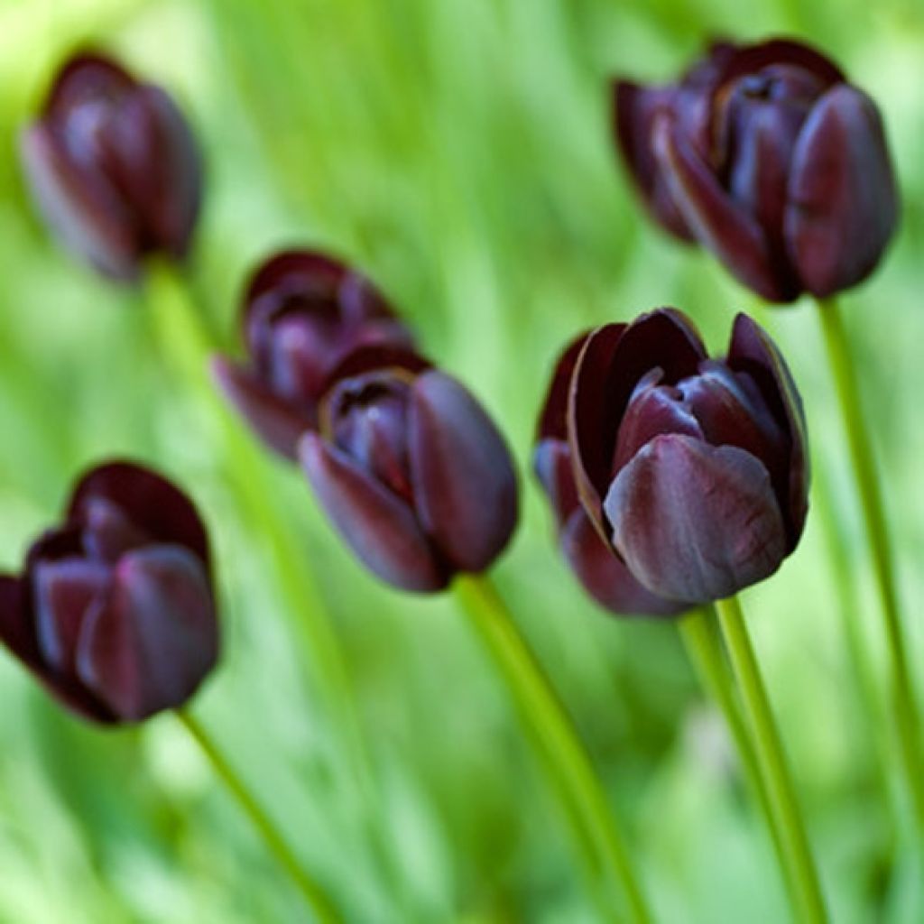 Tulipa Queen of the Night - Early simple Tulip