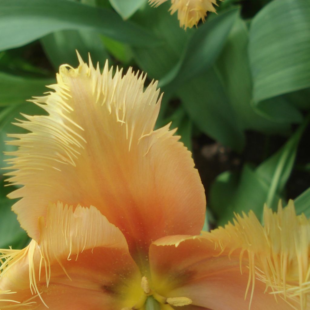 Tulipa crispa Lambada - Fringed Tulip