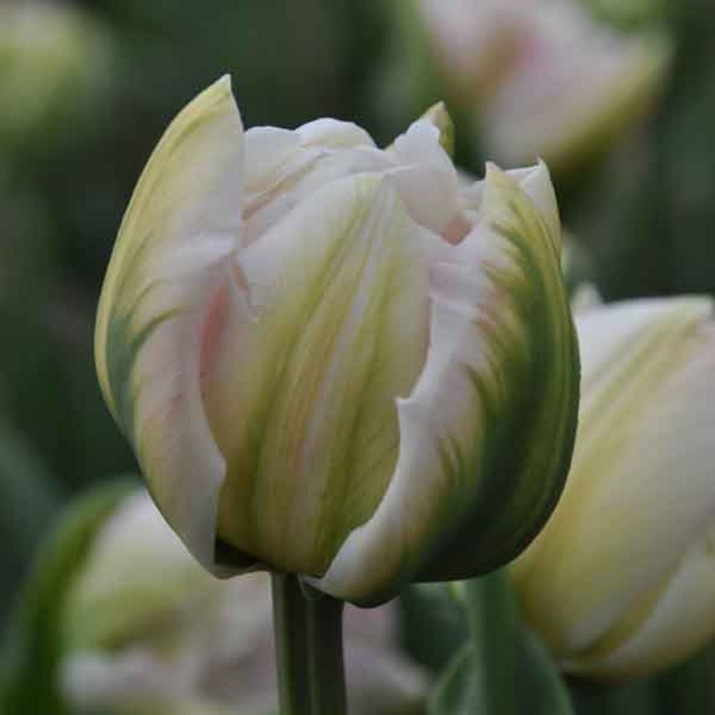 Tulipa Finola - Double Late Tulip
