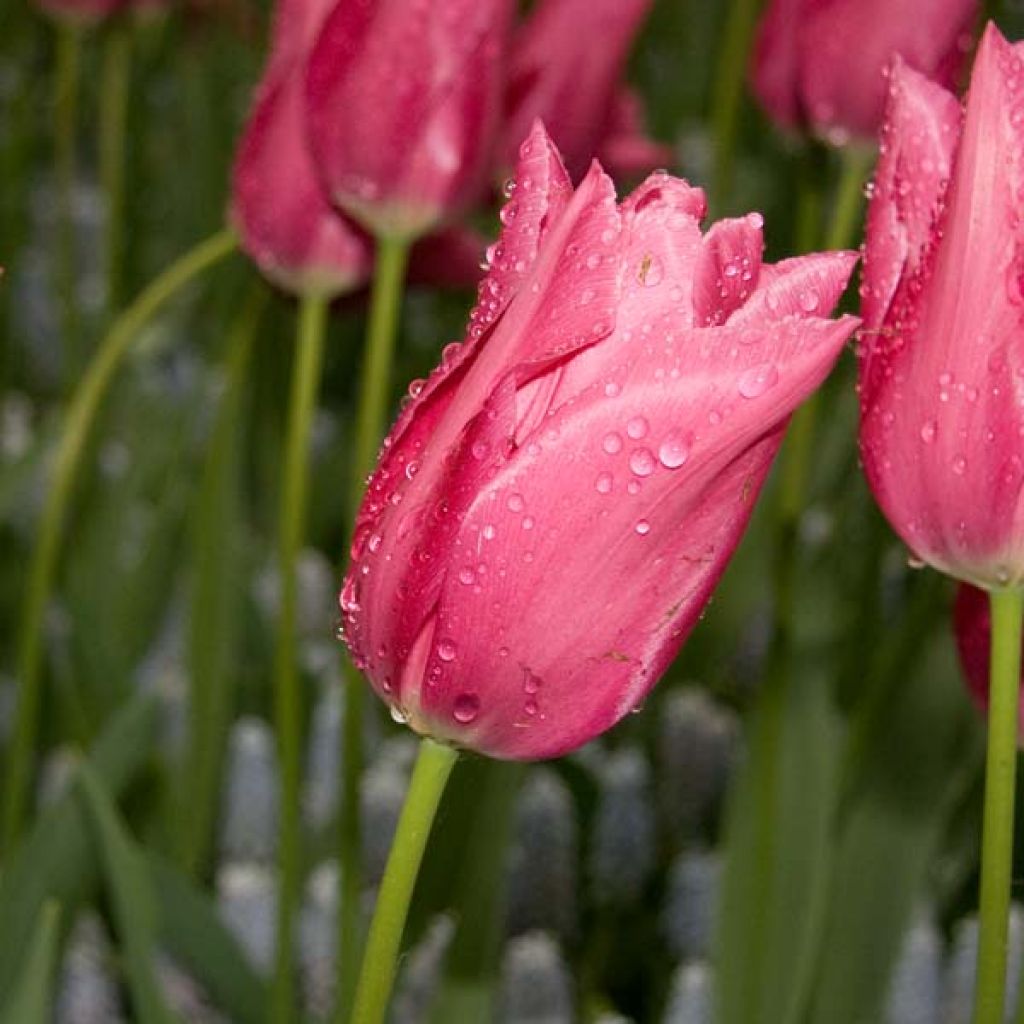 Tulipa Maytime - Lily flowering Tulip