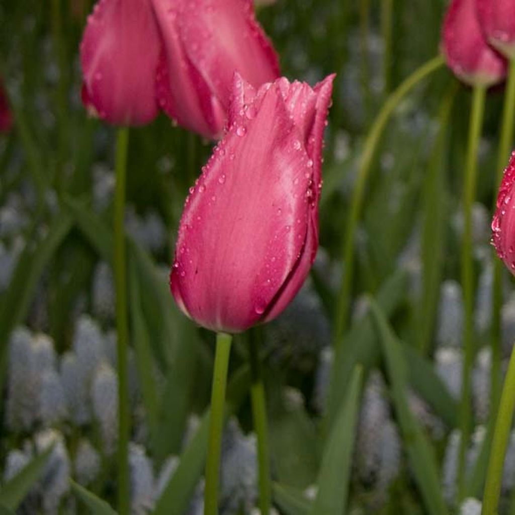 Tulipa Maytime - Lily flowering Tulip