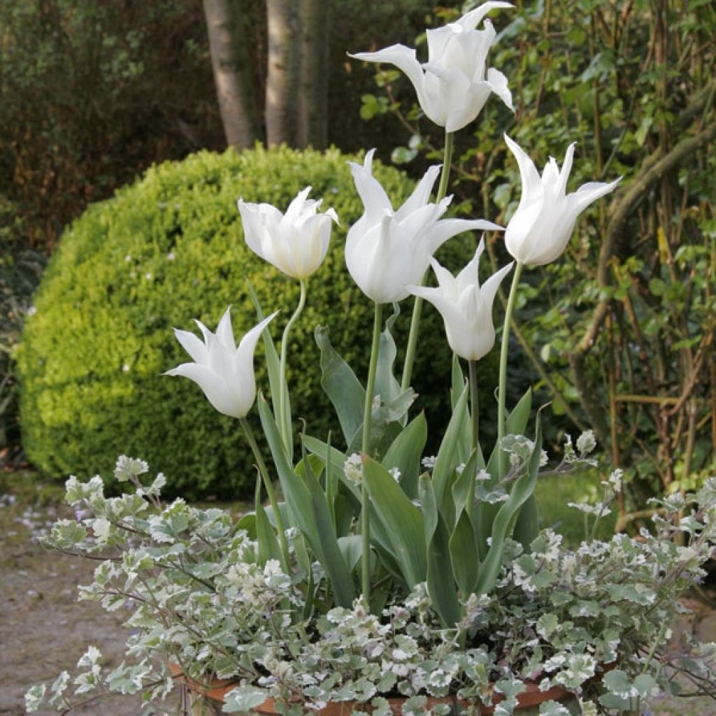 Tulipa Sapporo - Lily flowering Tulip