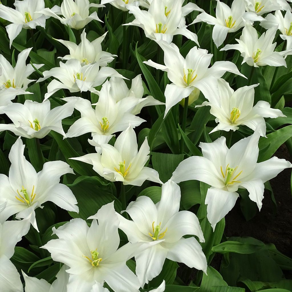 Tulipa Très Chic - Lily flowering Tulip