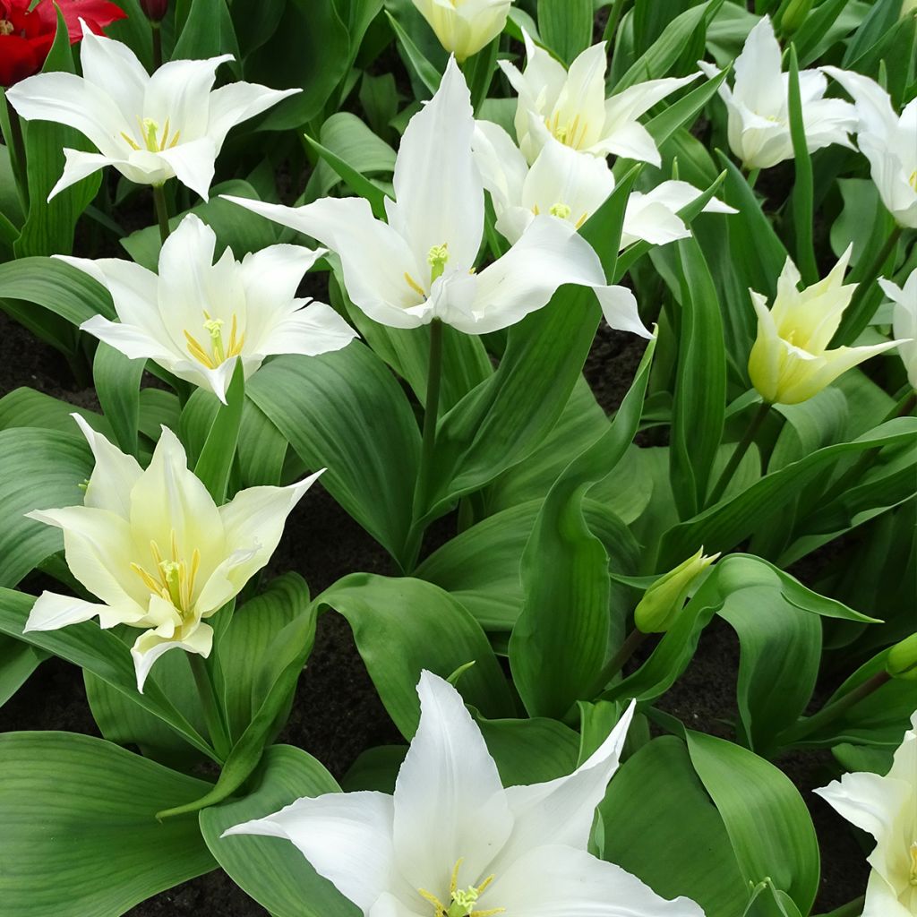 Tulipa Très Chic - Lily flowering Tulip