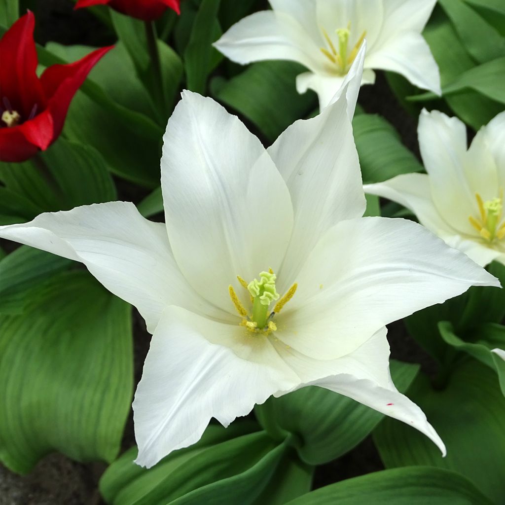 Tulipa Très Chic - Lily flowering Tulip