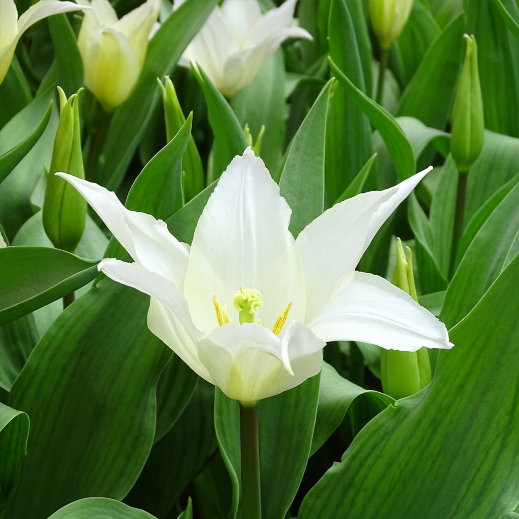 Tulipa Très Chic - Lily flowering Tulip