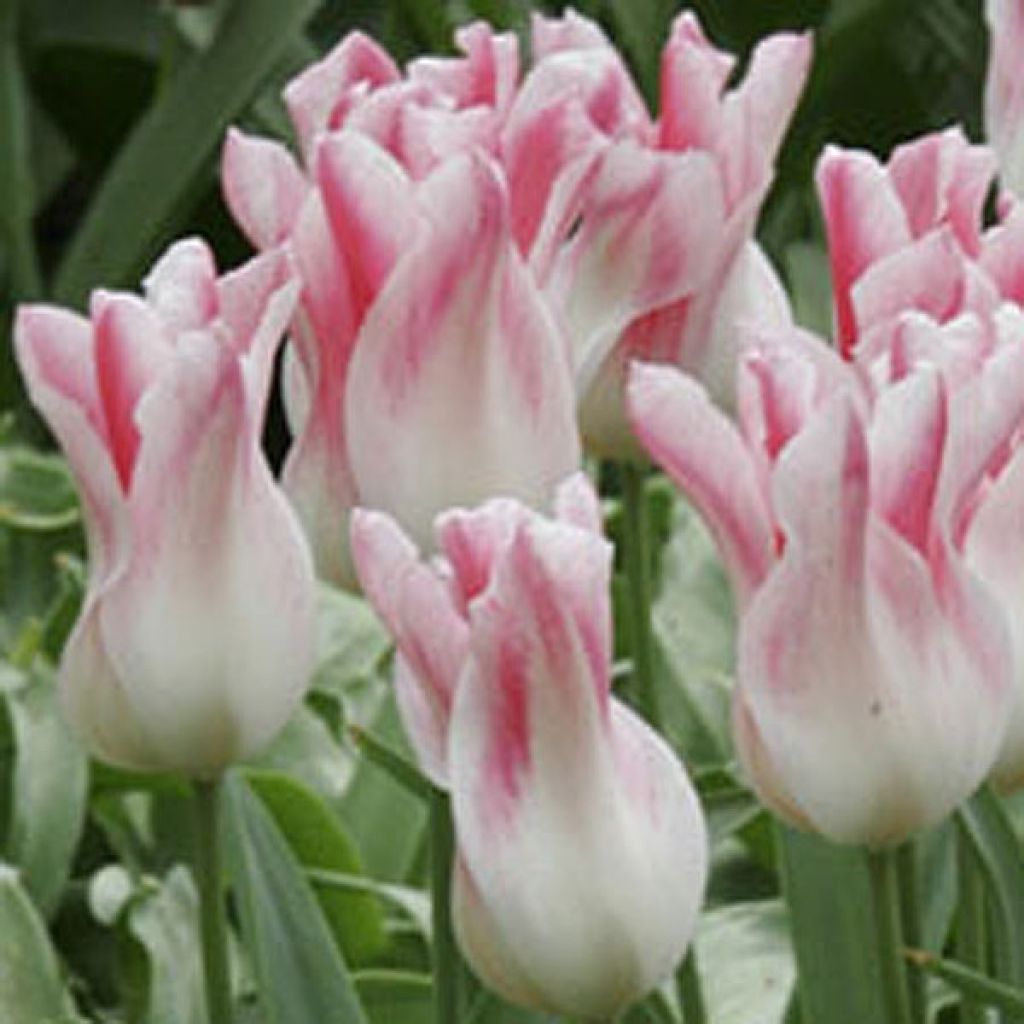 Tulipa Holland Chic - Lily-flowered Tulip