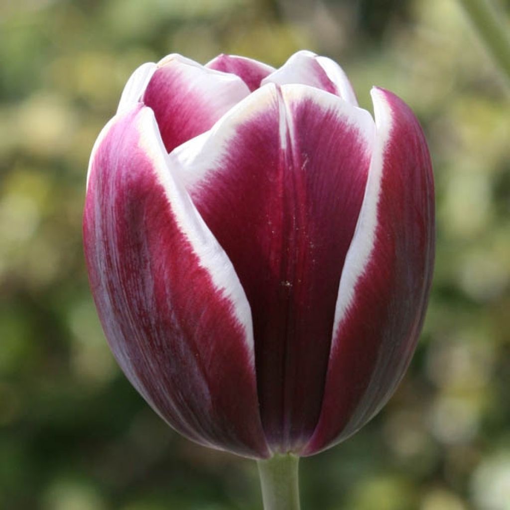 Tulipa 'Fontainebleau'