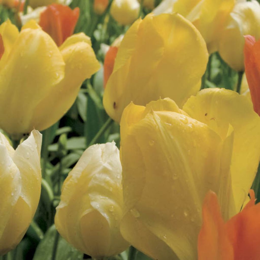 Tulipa fosteriana Yellow Purissima