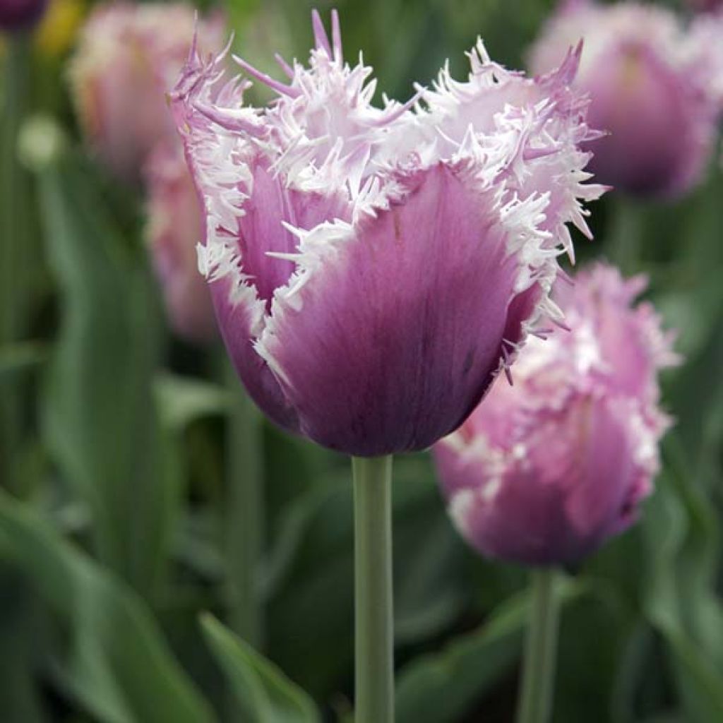 Tulipa crispa Cummins - Fringed Tulip