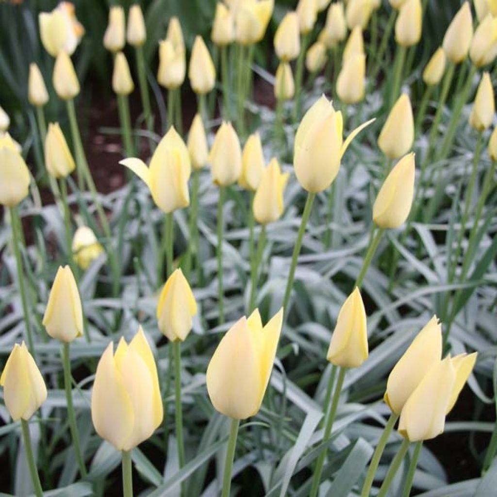 Tulipa clusiana 'Honky Tonk'