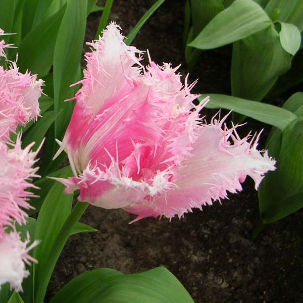 Tulipa Huis Ten Bosch