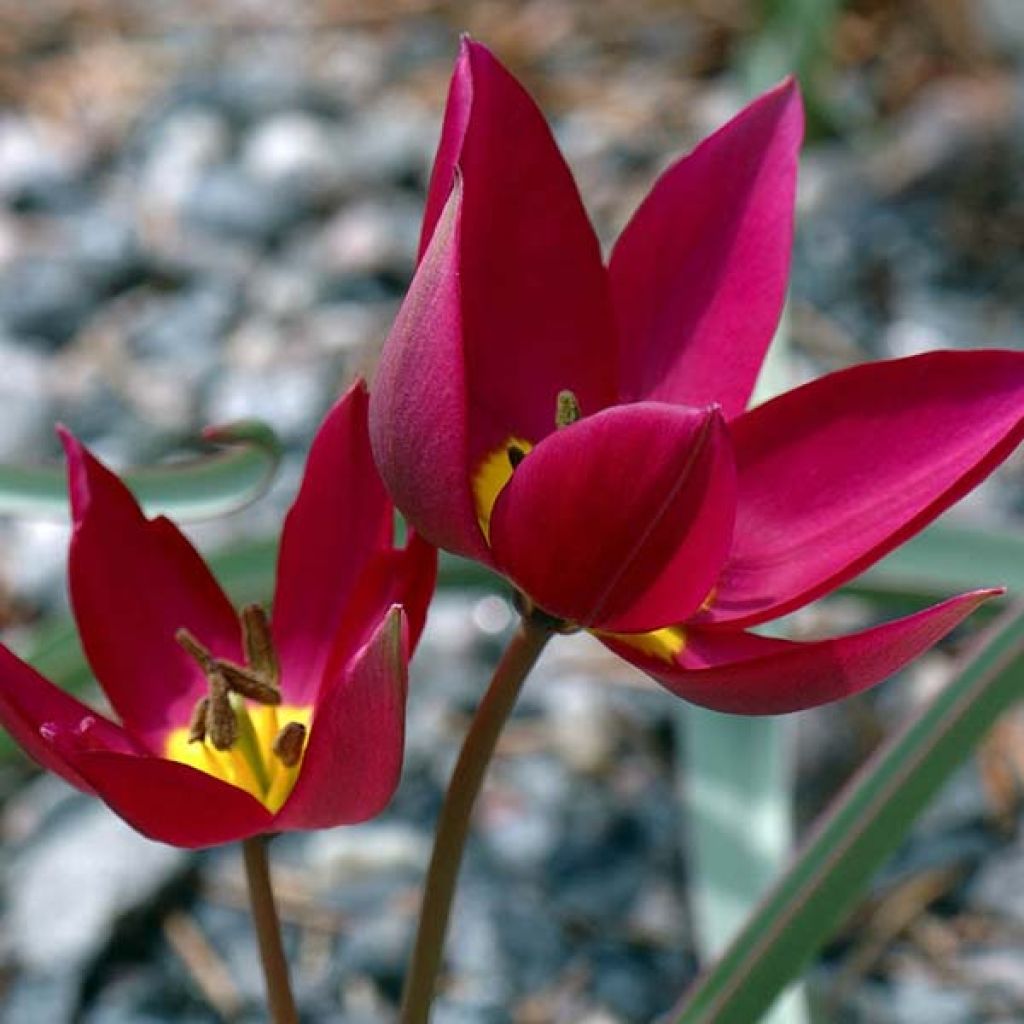 Tulipa humilis Odalisque