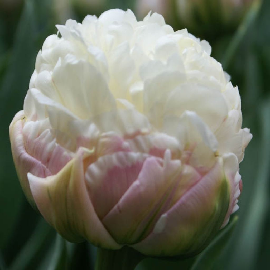Tulipa Ice Cream - Double Late Tulip