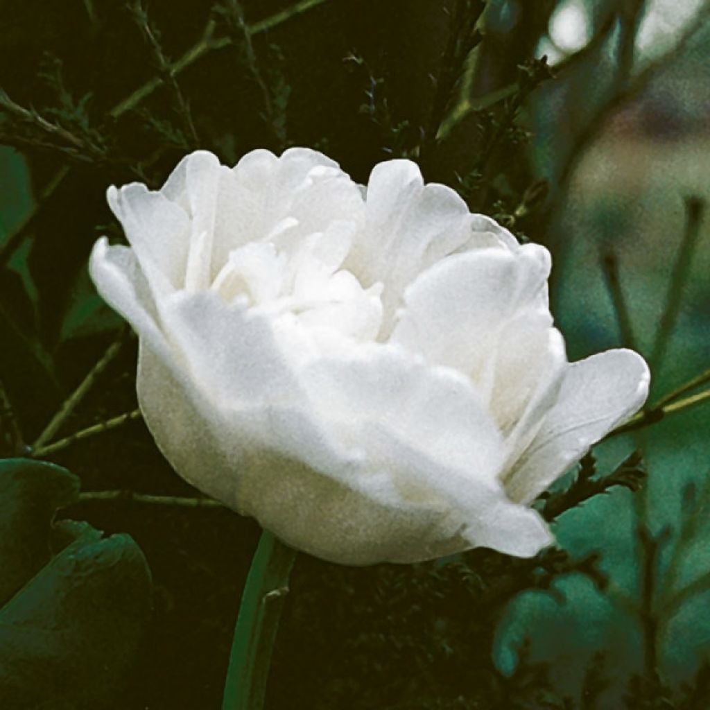 Tulipa Mount Tacoma- Double Early Tulip