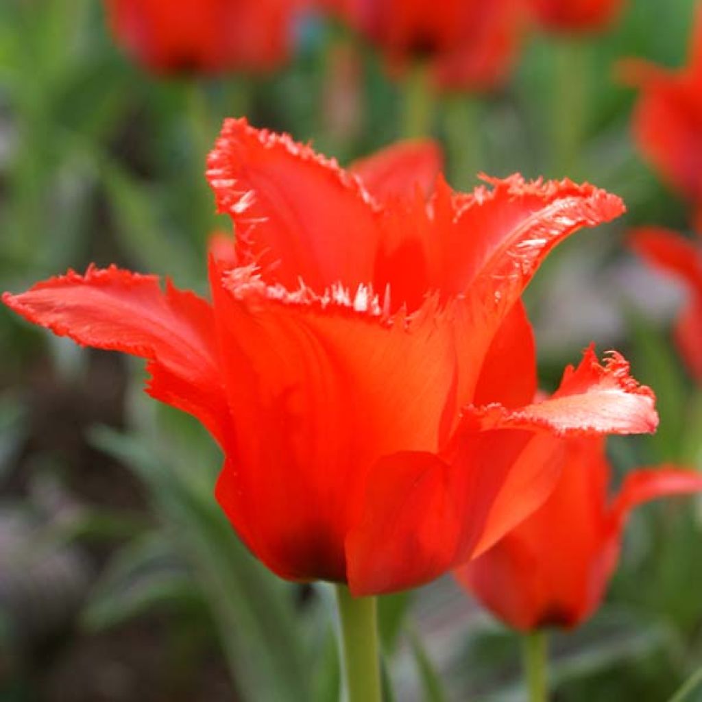 Tulipa Red Riding Hood