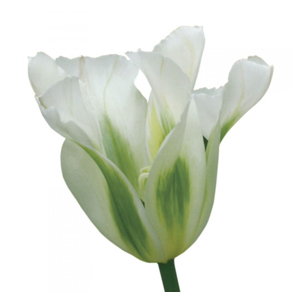 Tulipa viridiflora Spring Green
