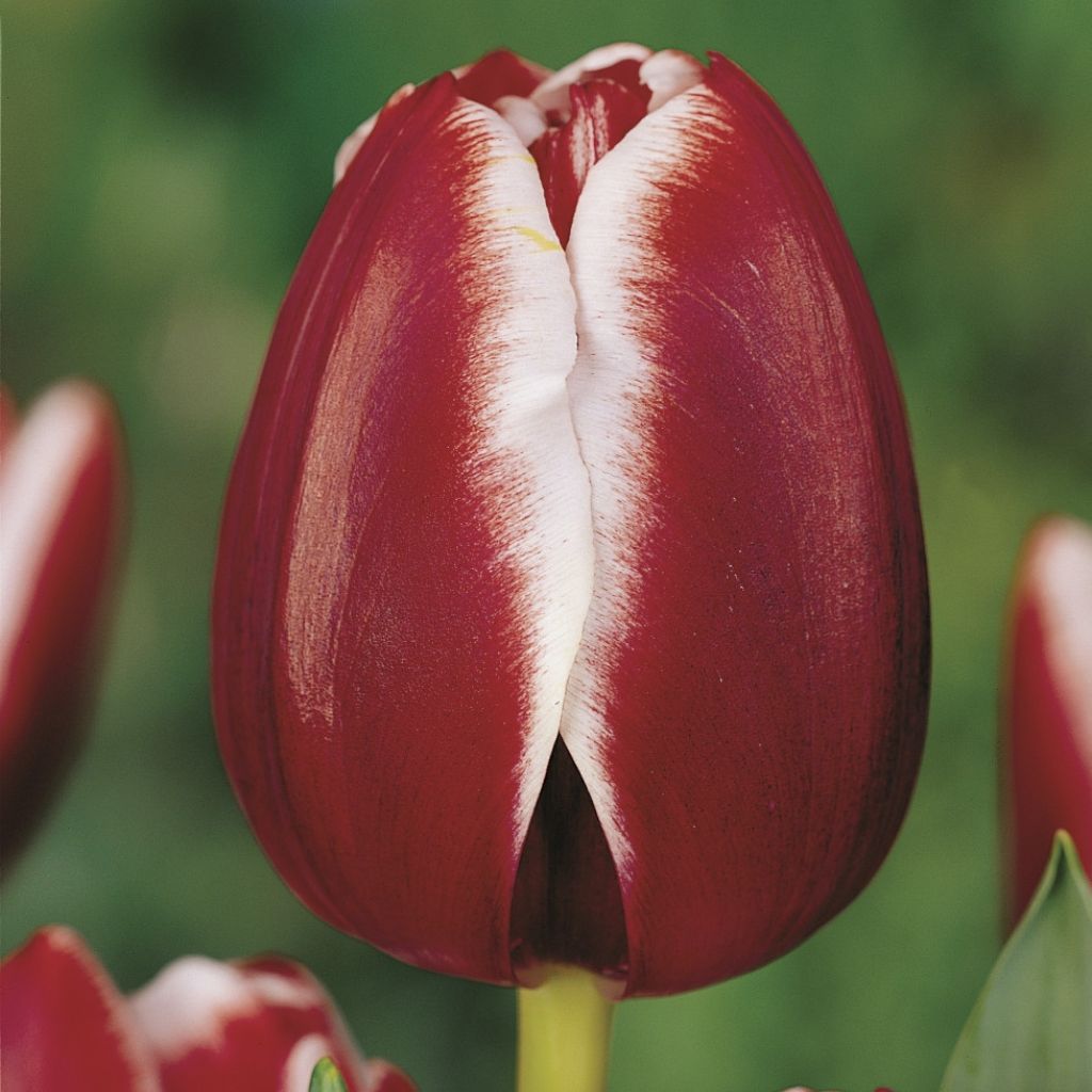 Tulipa 'Armani'