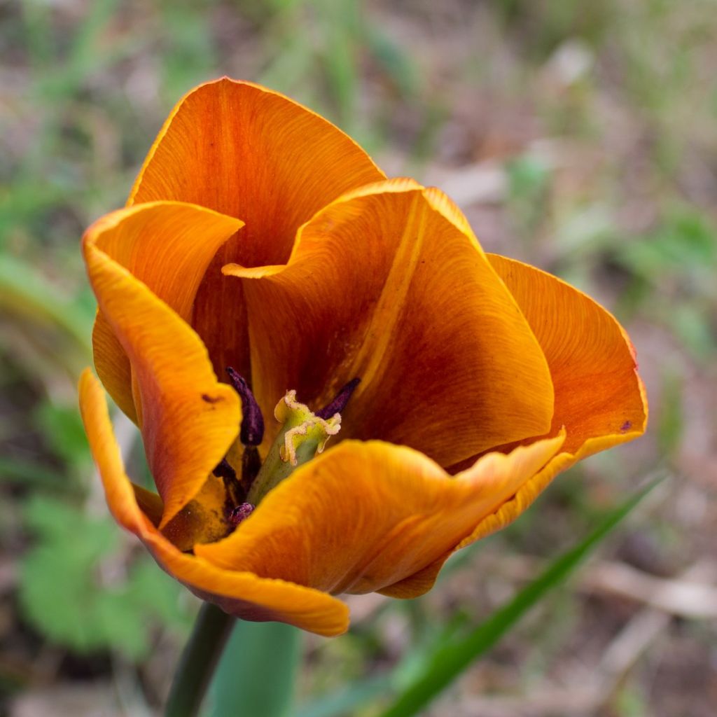Tulipa Cairo