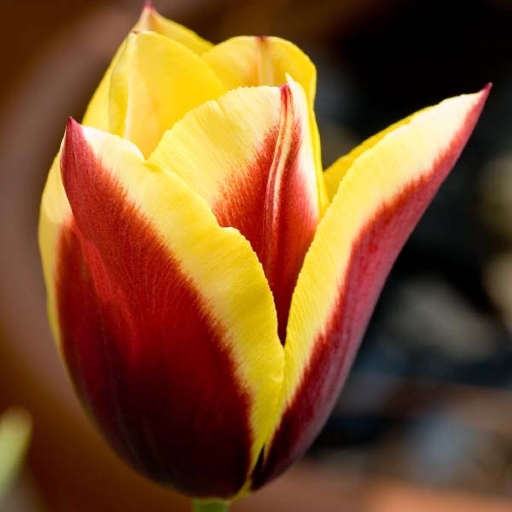 Tulipa Kees Nelis