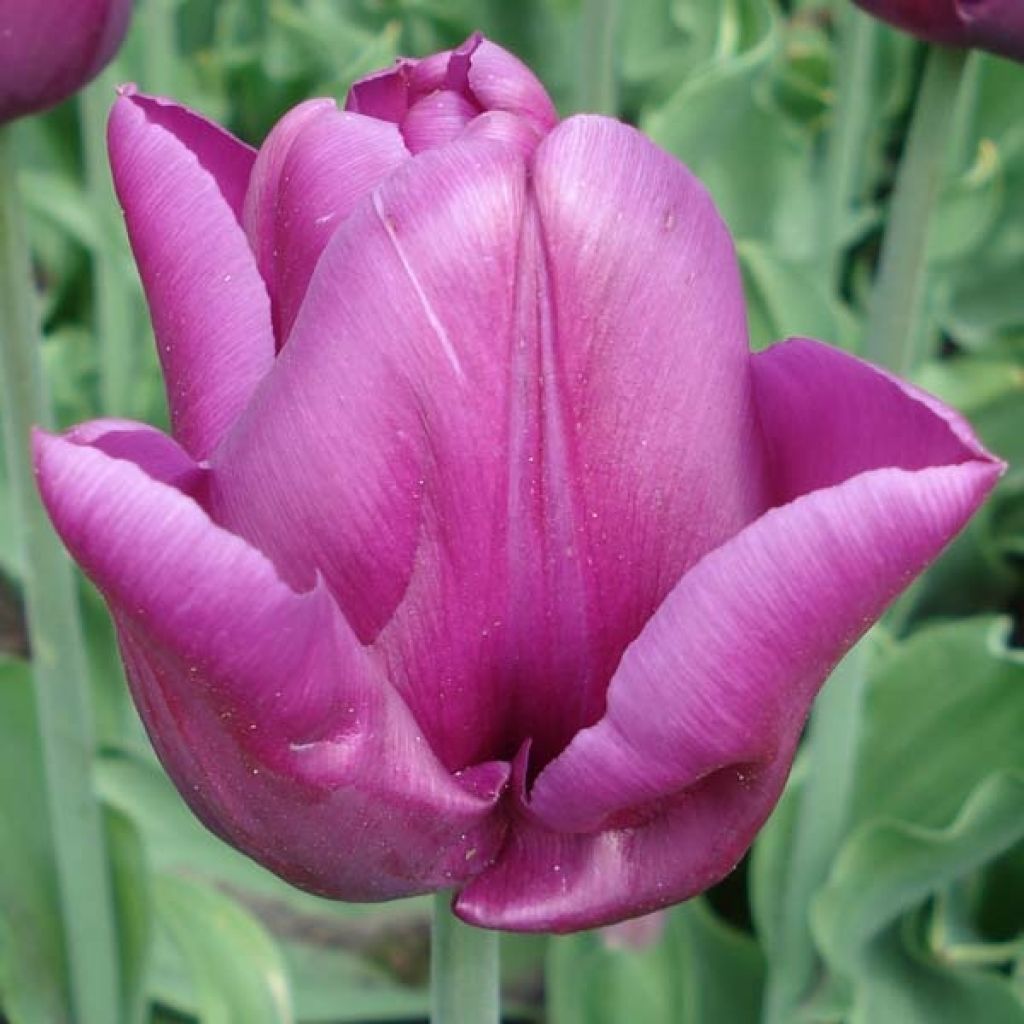 Tulipa Passionale - Triumph Tulip
