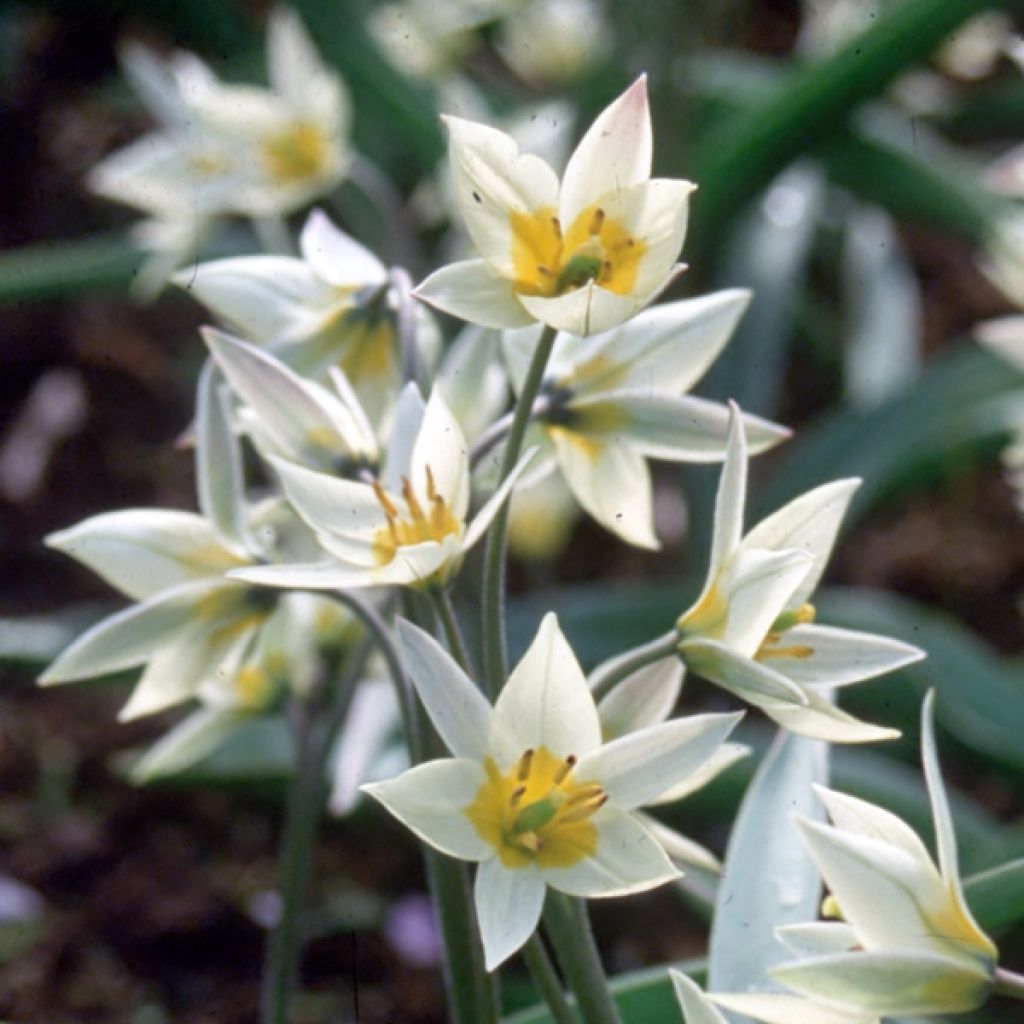 Tulipa turkestanica - Botanical Tulip