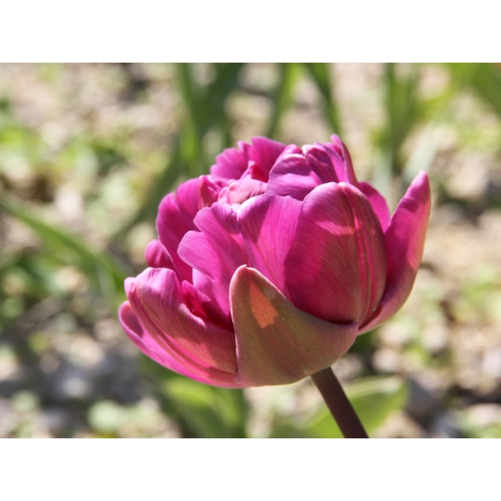 Tulipa Blue Diamond