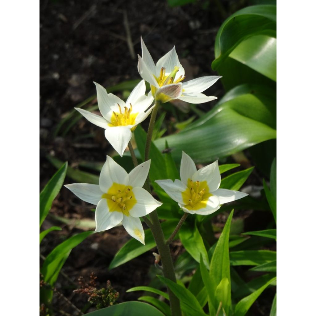 Tulipa turkestanica - Botanical Tulip