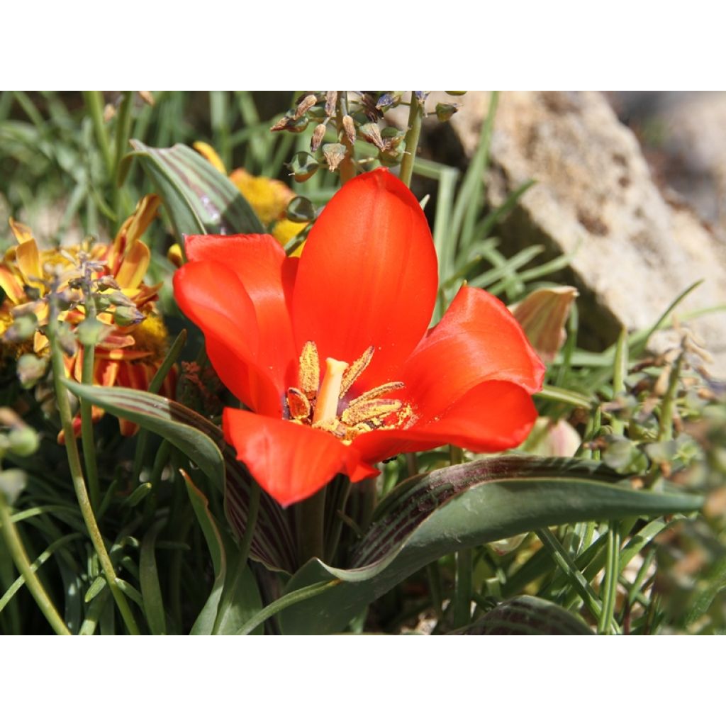 Tulipa Red Riding Hood